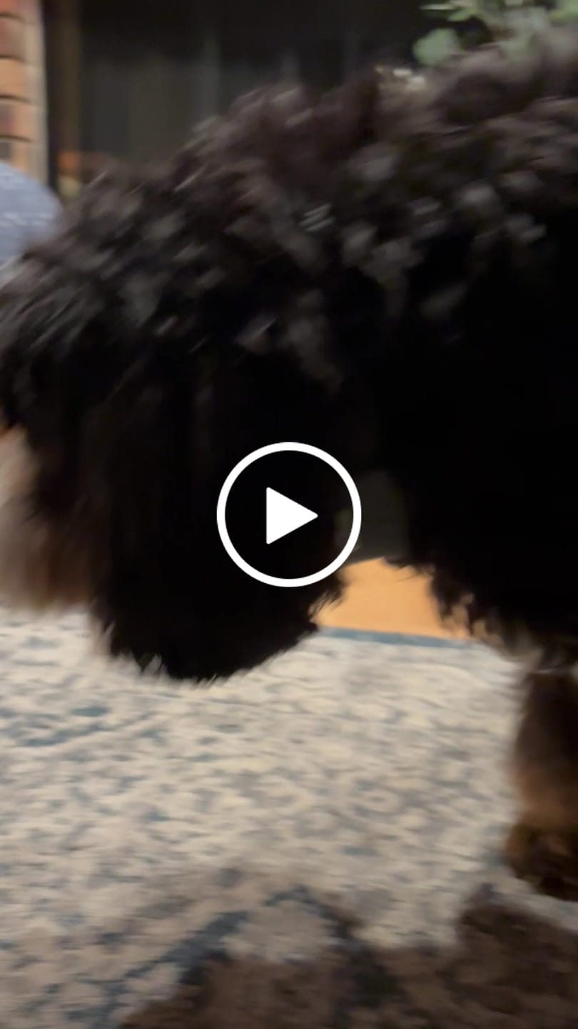 Customer video review of Beef Lung Chunks 1lb