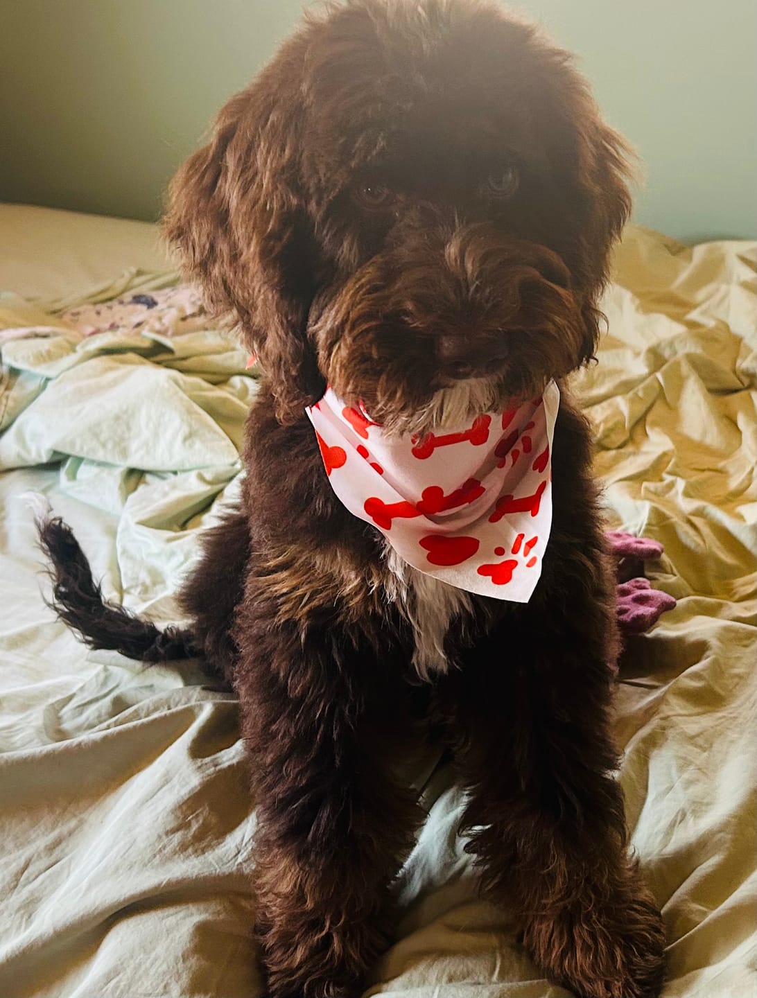 Customer photo review of 6 Inch Thick Braided Bully Stick