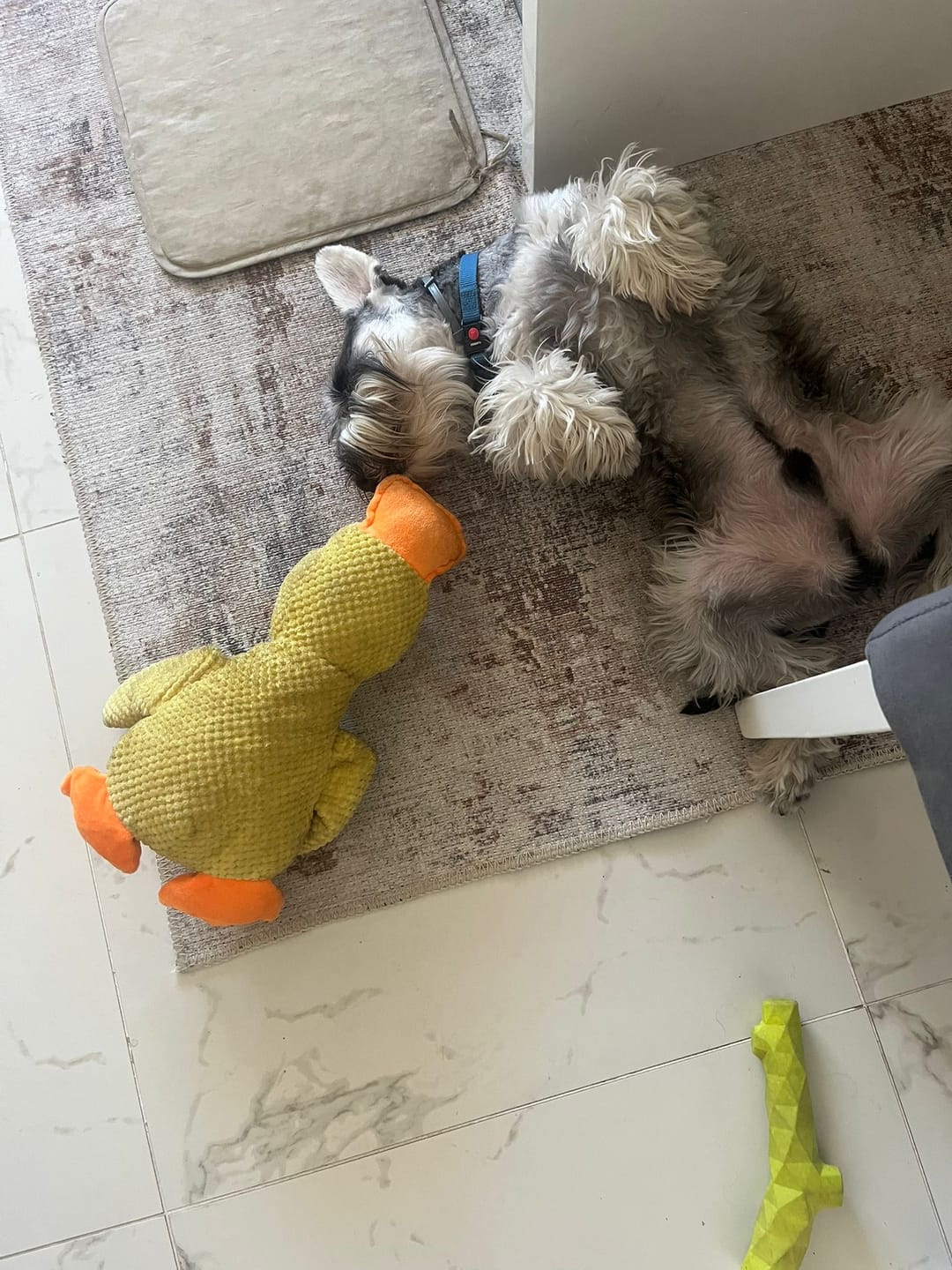 Customer photo review of Smirujuća Patka Za Pse