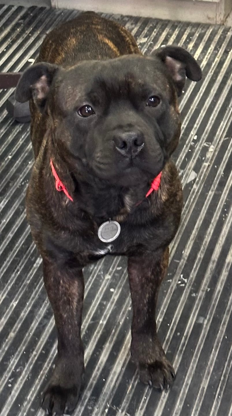 Customer photo review of Staffordshire Bull Terrier 1935® Nametag with Paracord String - Antique