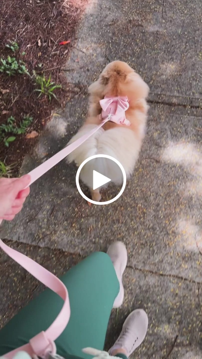 Customer video review of Wander! Bow Harness Kit Blossom