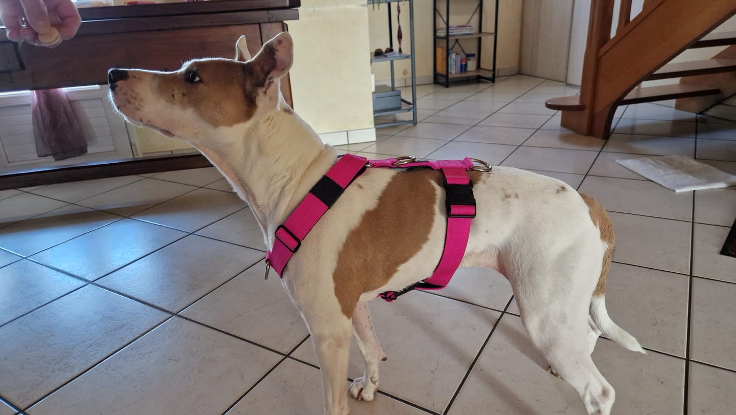 Customer photo review of Training Anti Pull TRI-Harness® | M-XL Breeds - Magenta