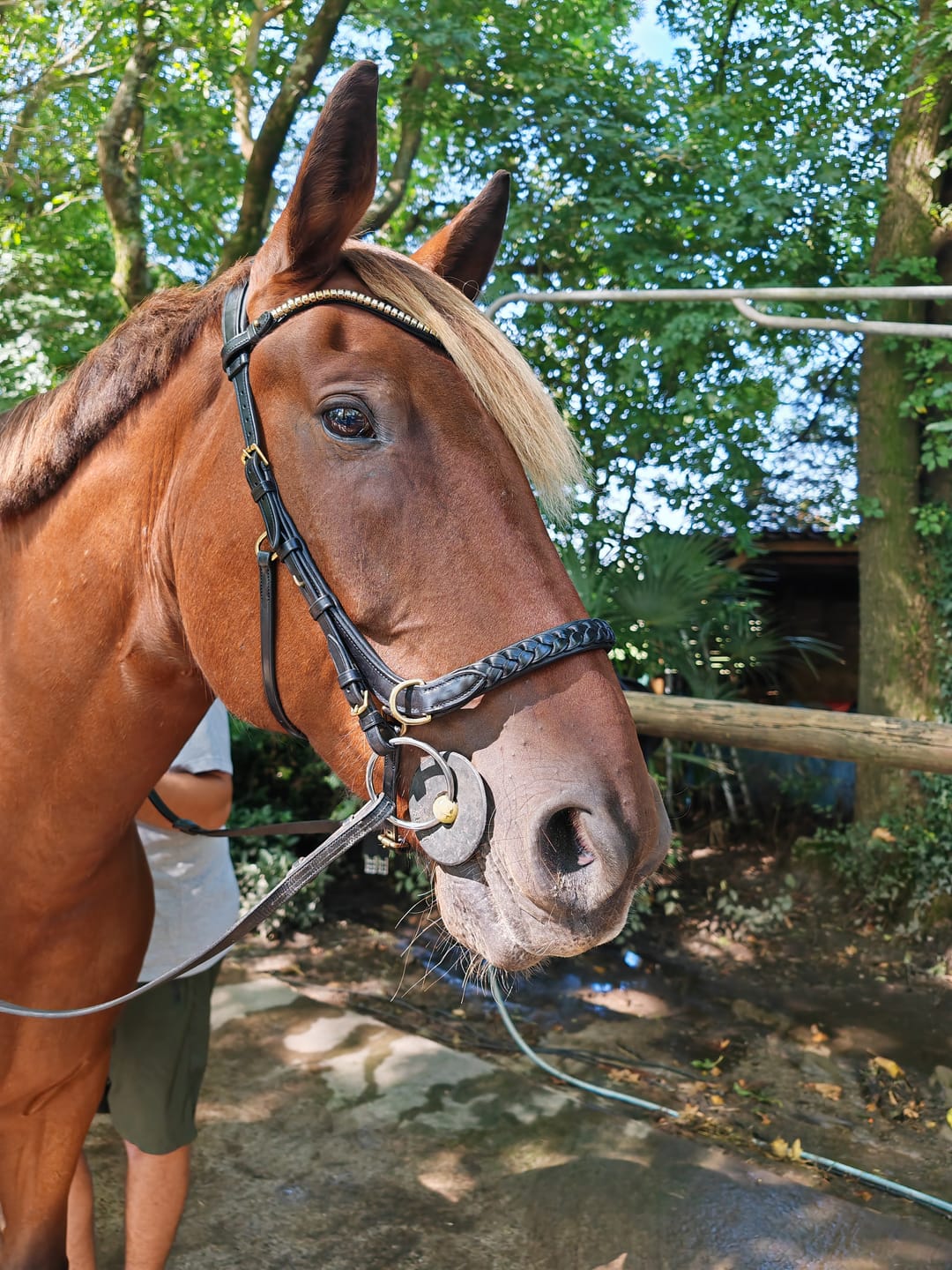 Customer photo review of Slim Klinker browband