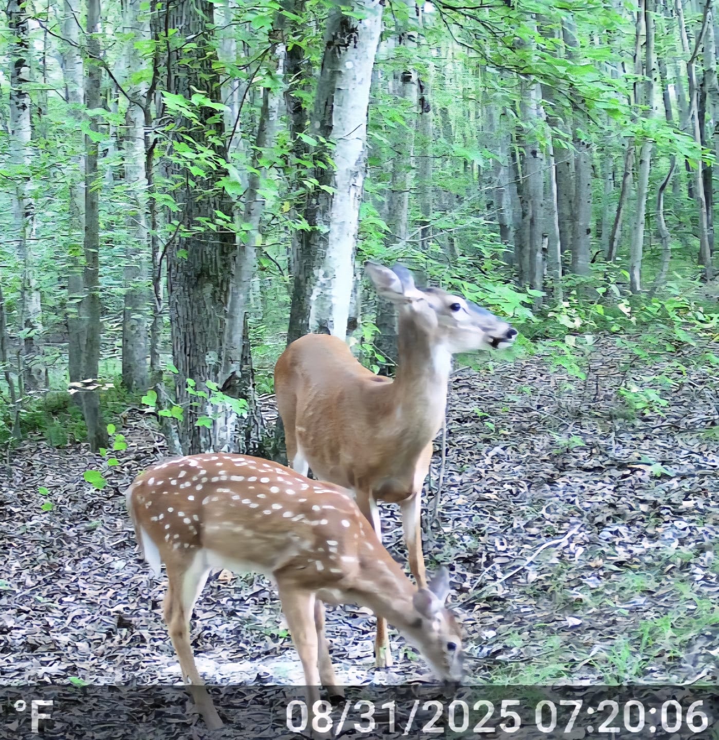 Customer photo review of GardePro E8 2.0 Pro Wi-Fi Trail Camera