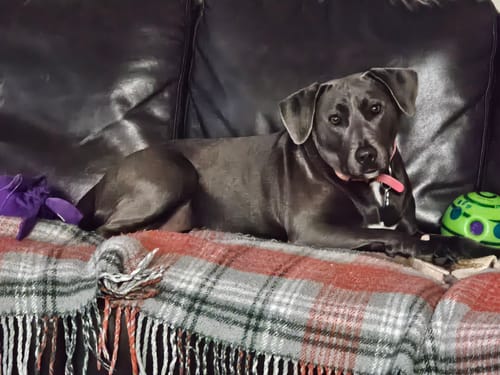 Customer photo review of 12 Inch Braided Bully Sticks