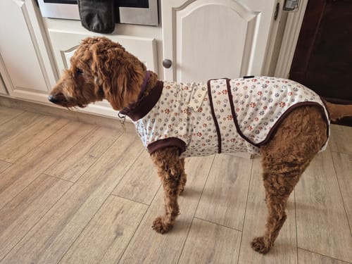 Customer photo review of Sighthound Surgery Recovery Suit / Coats