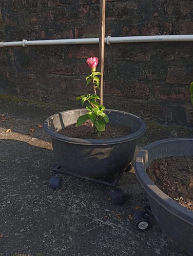 Customer photo review of United Crafts Rozy Wheel Pot Stands for Planters