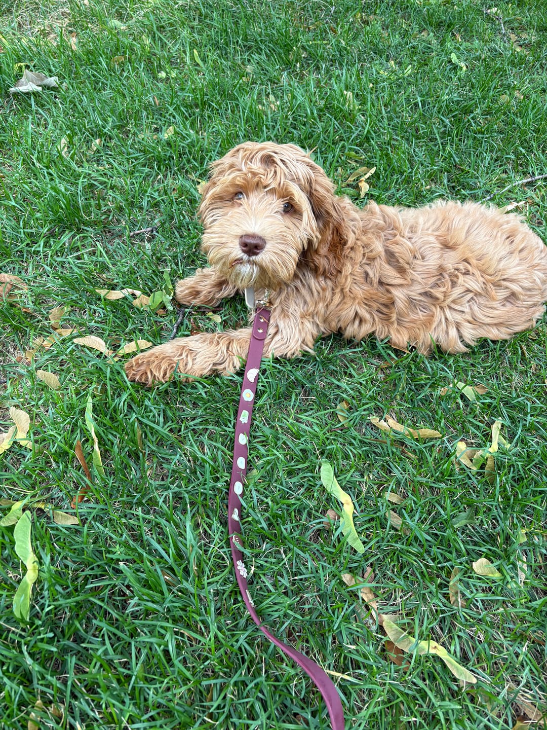 Customer photo review of Moodies 4-in-1 Leash