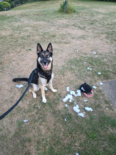 Customer photo review of HNTR 3.0 Dog Harness - Blackout