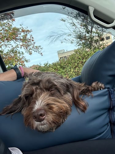 Customer photo review of Wagging Rights - Dog Dock