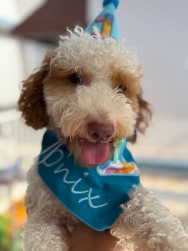 Customer photo review of Personalized Dog Party Pack