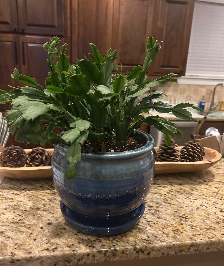 Customer photo review of Zygocactus 'Christmas Cactus'