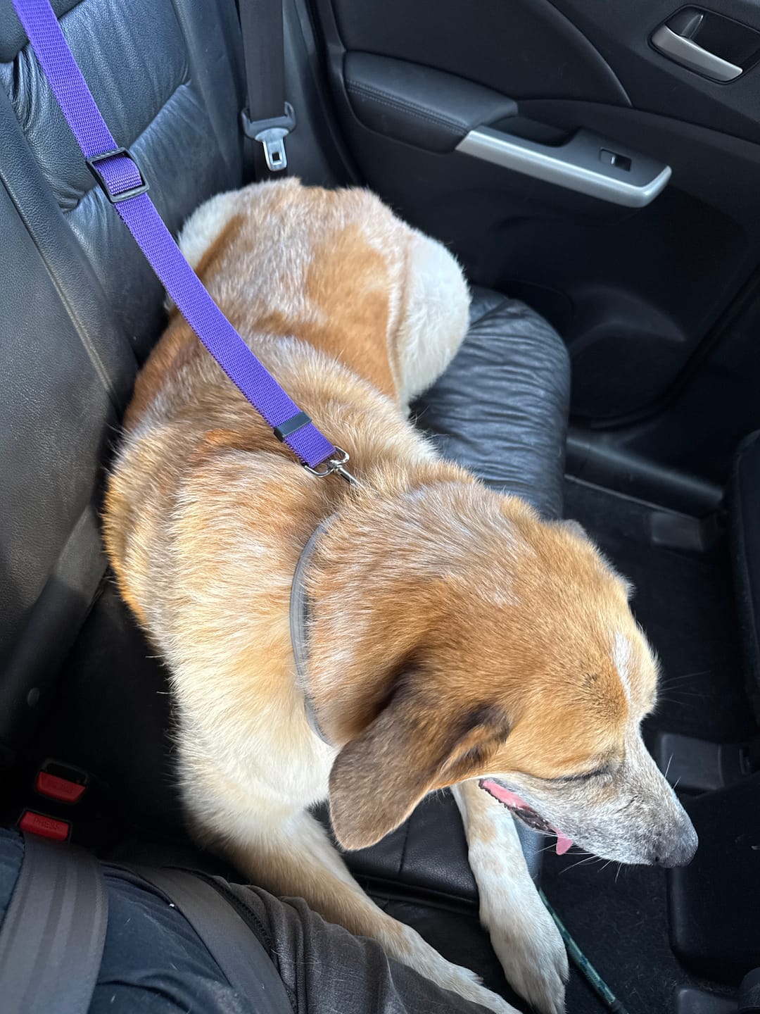 Customer photo review of 2 Pack Headrest Car Dog Safety Seatbelt