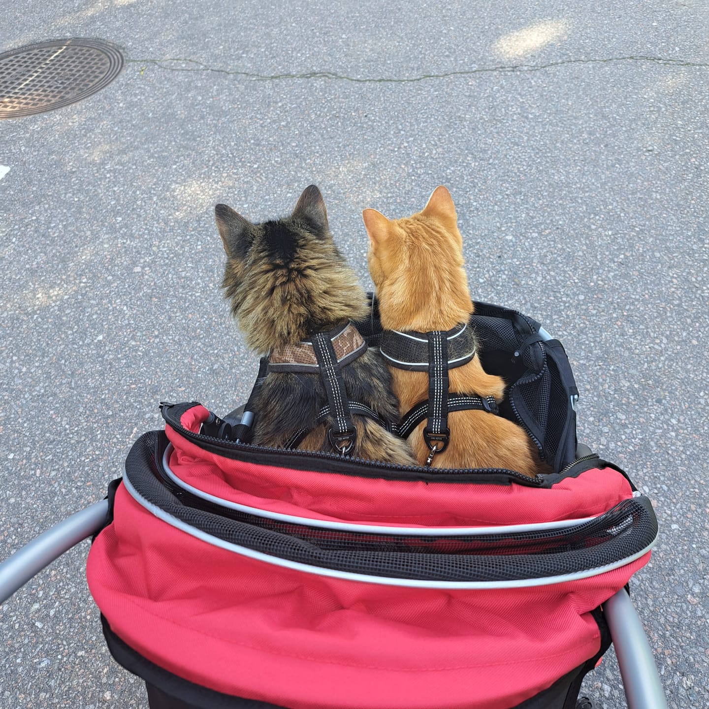 Customer photo review of Comfort EFA ECO lemmikkirattaat