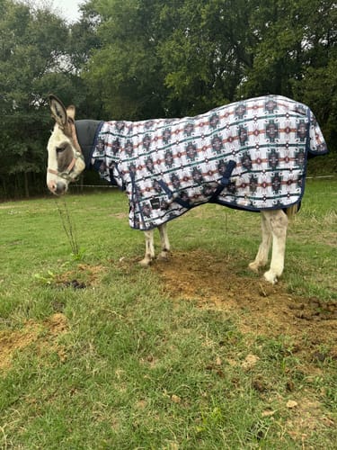 Customer photo review of TUCSON 1200D PERFECT FIT WINTER BLANKET WITH NECK