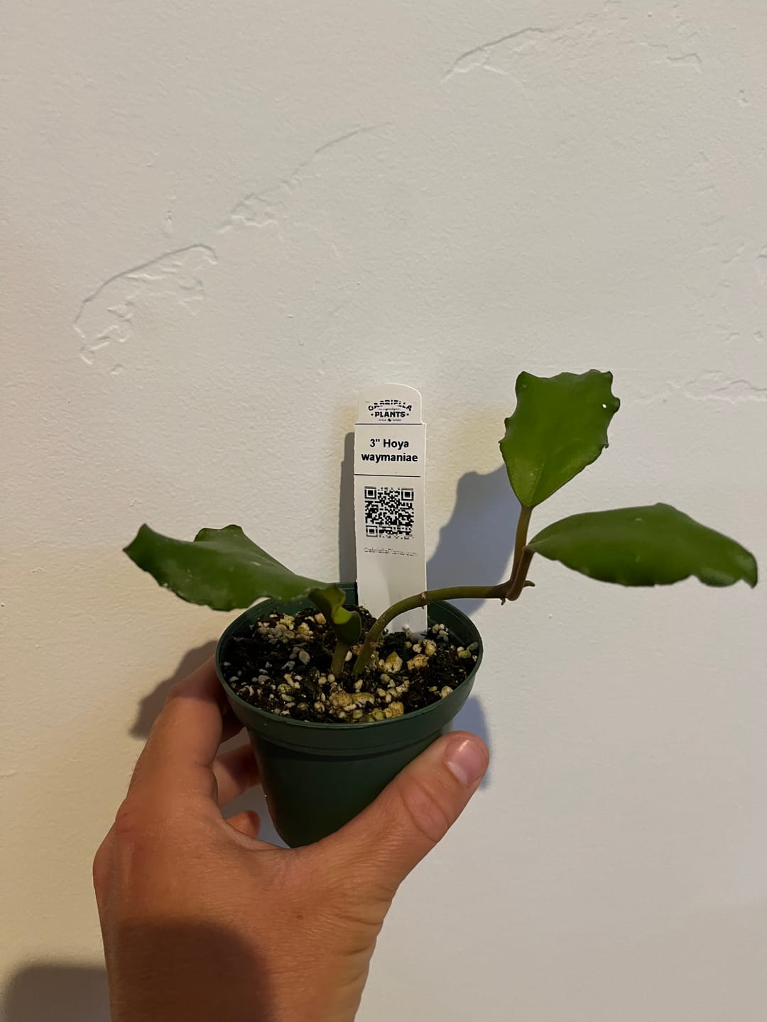 Customer photo review of Hoya waymaniae