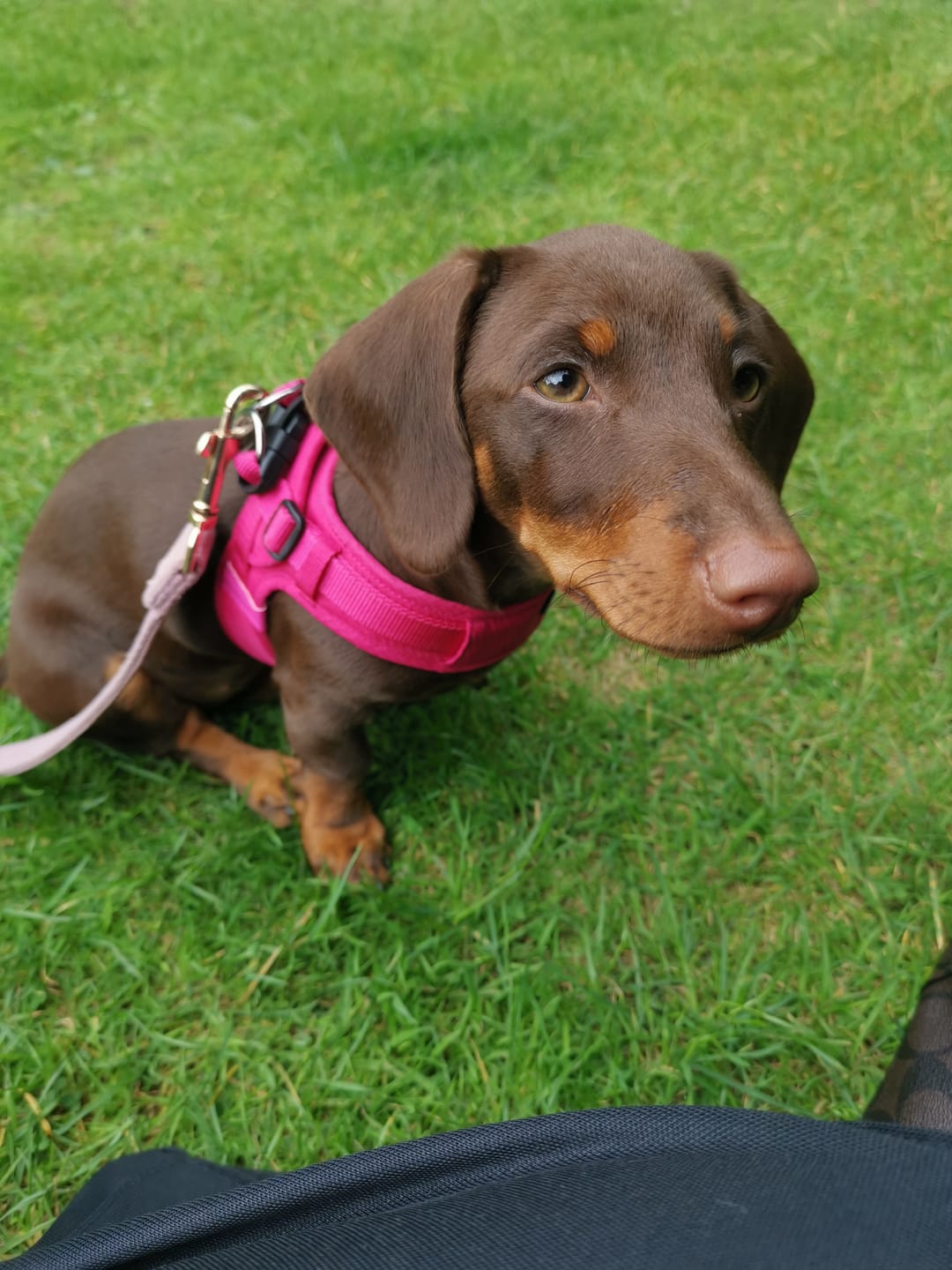 Customer photo review of Boomerang Harness - XS-M Breeds - Carminerose