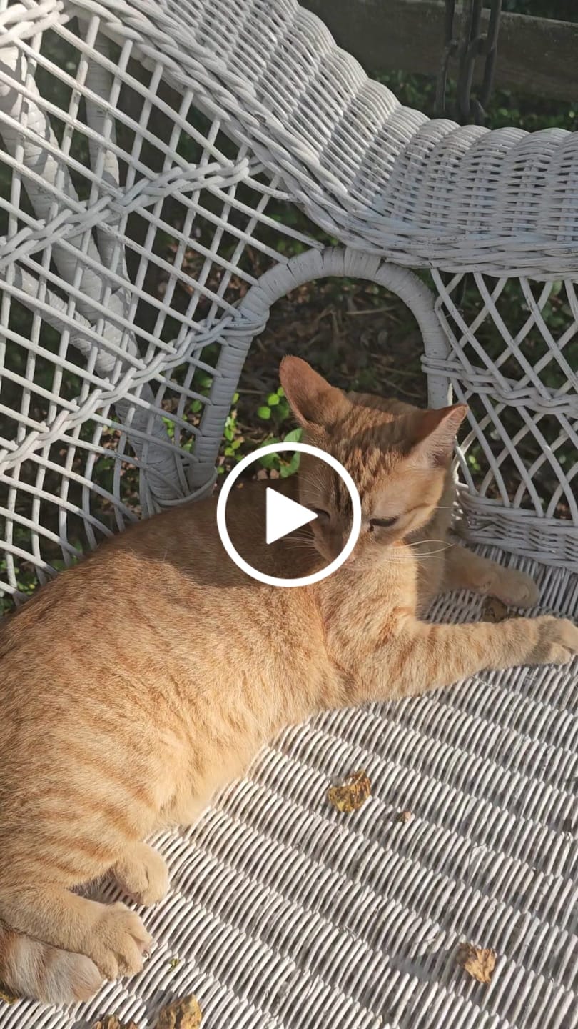 Customer video review of Cat Itchy Skin & Healthy Coat Remedy