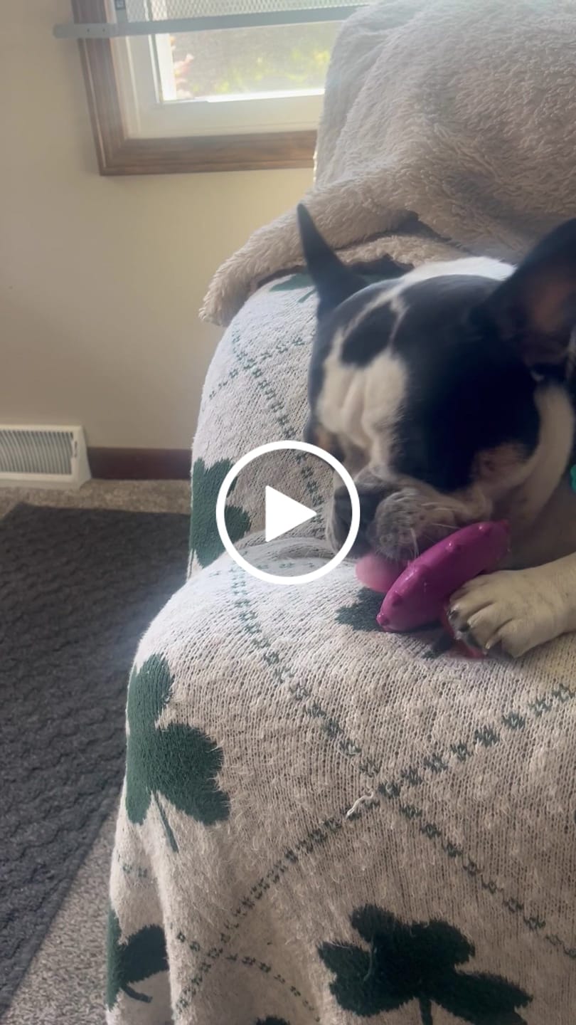 Customer video review of Strawberry Yak Chews