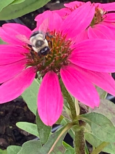 Customer photo review of Zinnia Seeds - California Giant Mix (2oz/7300+ Seeds)