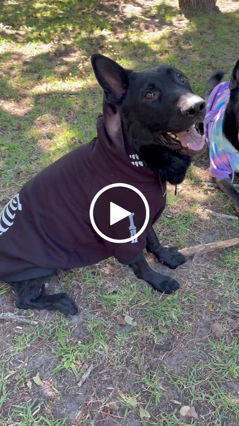 Customer video review of Halloween Dog Hoodie - Reflective Skeleton