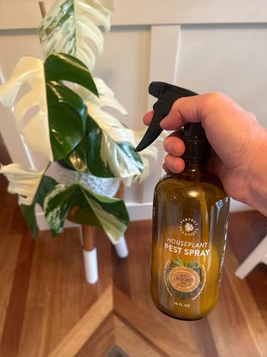 Customer photo review of Houseplant Pest Spray