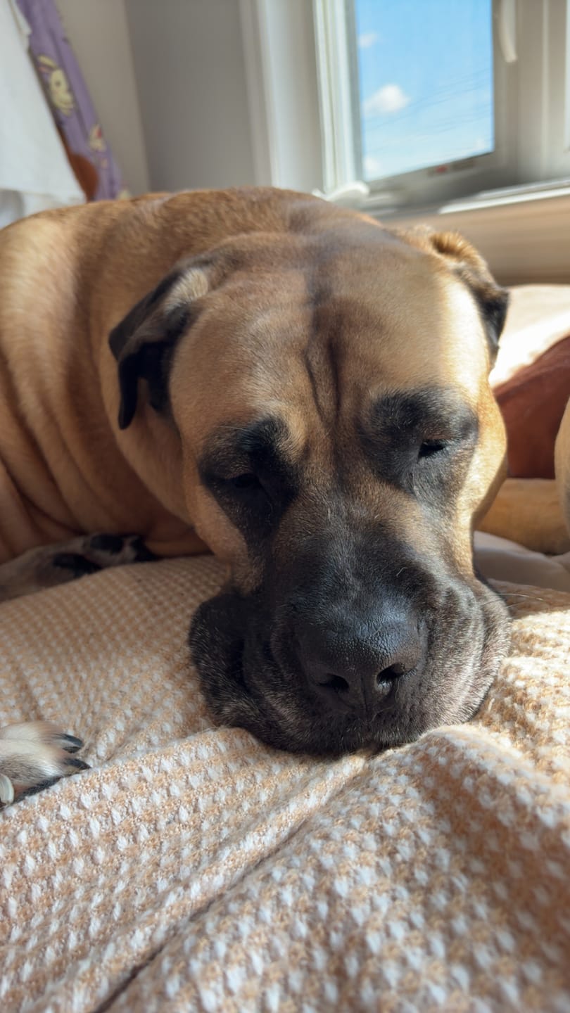 Customer photo review of 6 Inch Monster Braided Bully Stick