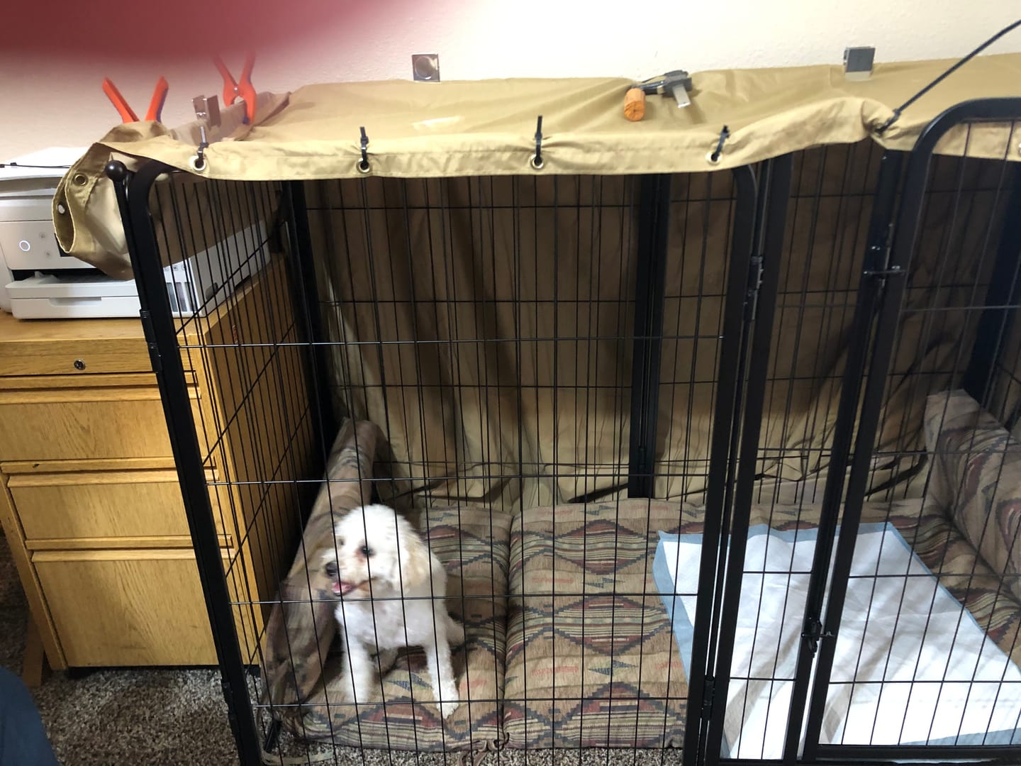Customer photo review of Homeplus Dog Playpen for Indoor Use