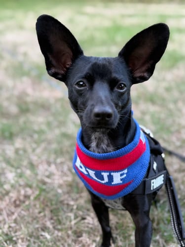 Customer photo review of Buffalo Knit Bandana