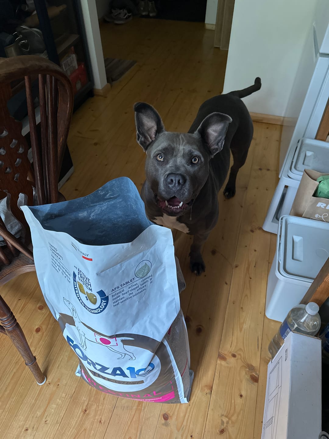 Customer photo review of Active VetDiet Intestinal suņiem