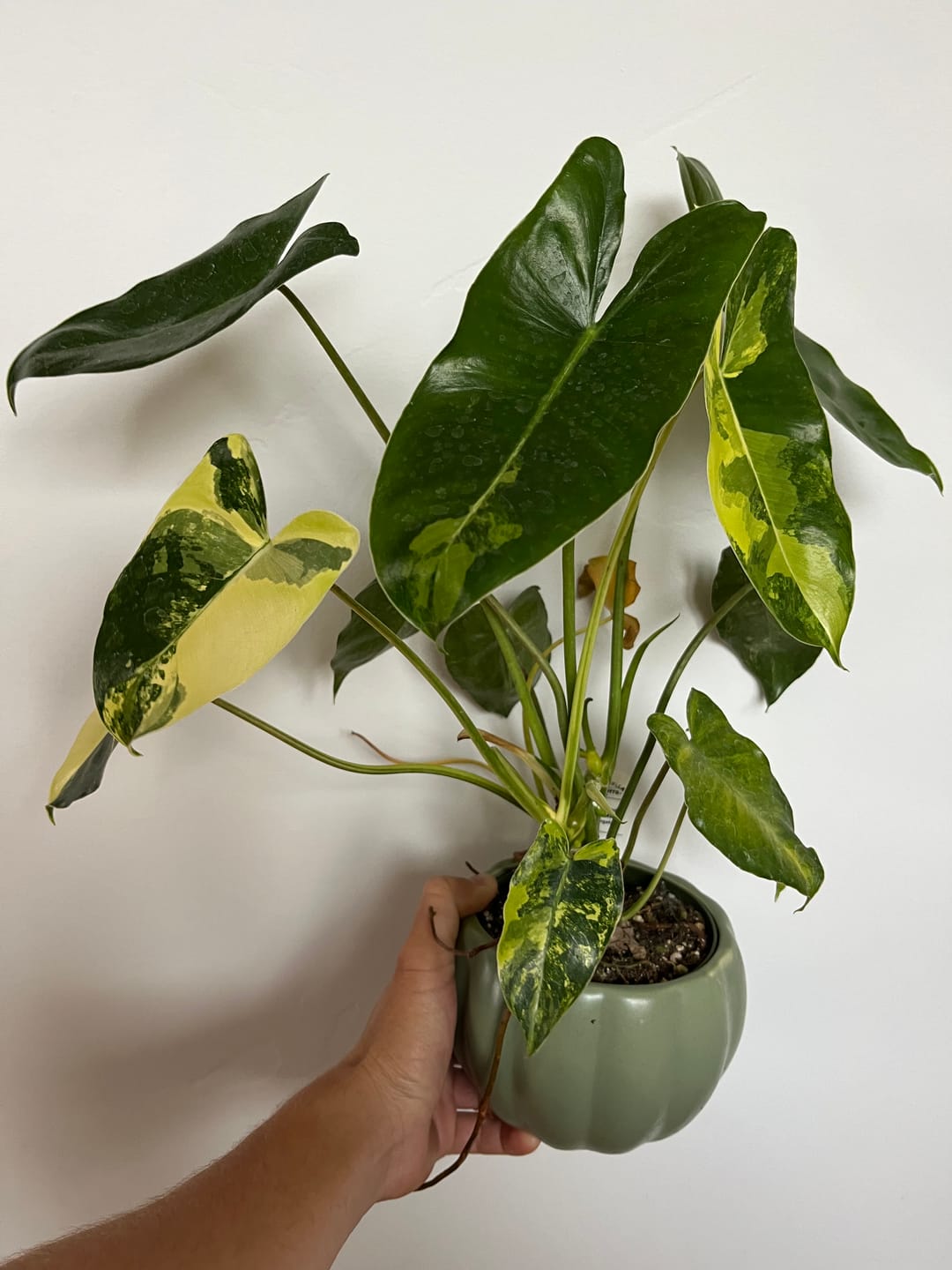 Customer photo review of Philodendron 'Burle Marx Variegata'
