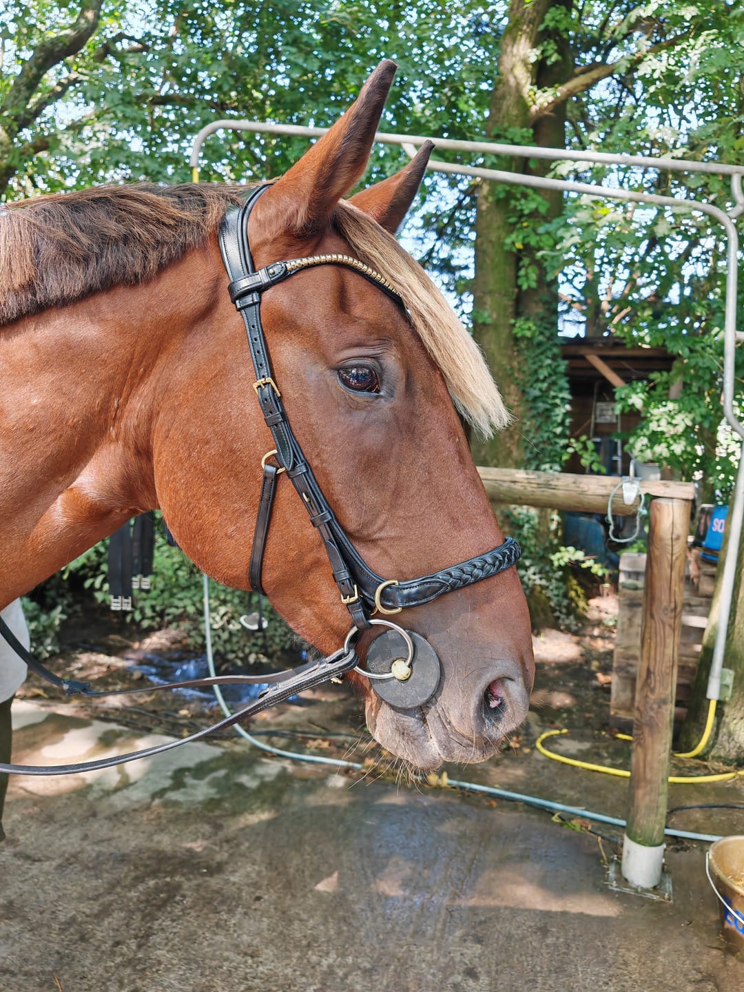 Customer photo review of Odessa bonita Multi Bridle with padded noseband - MASEGO bit to bitless system