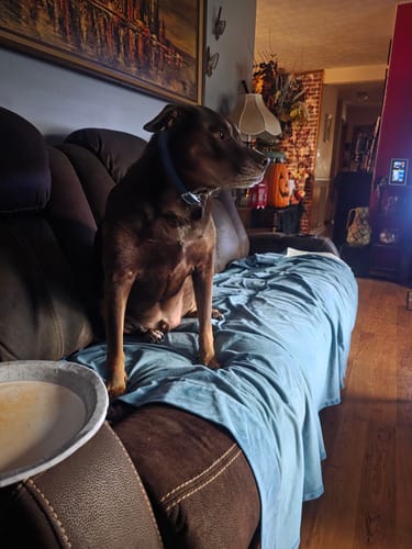 Customer photo review of Canine Cush Hip & Joint Chews
