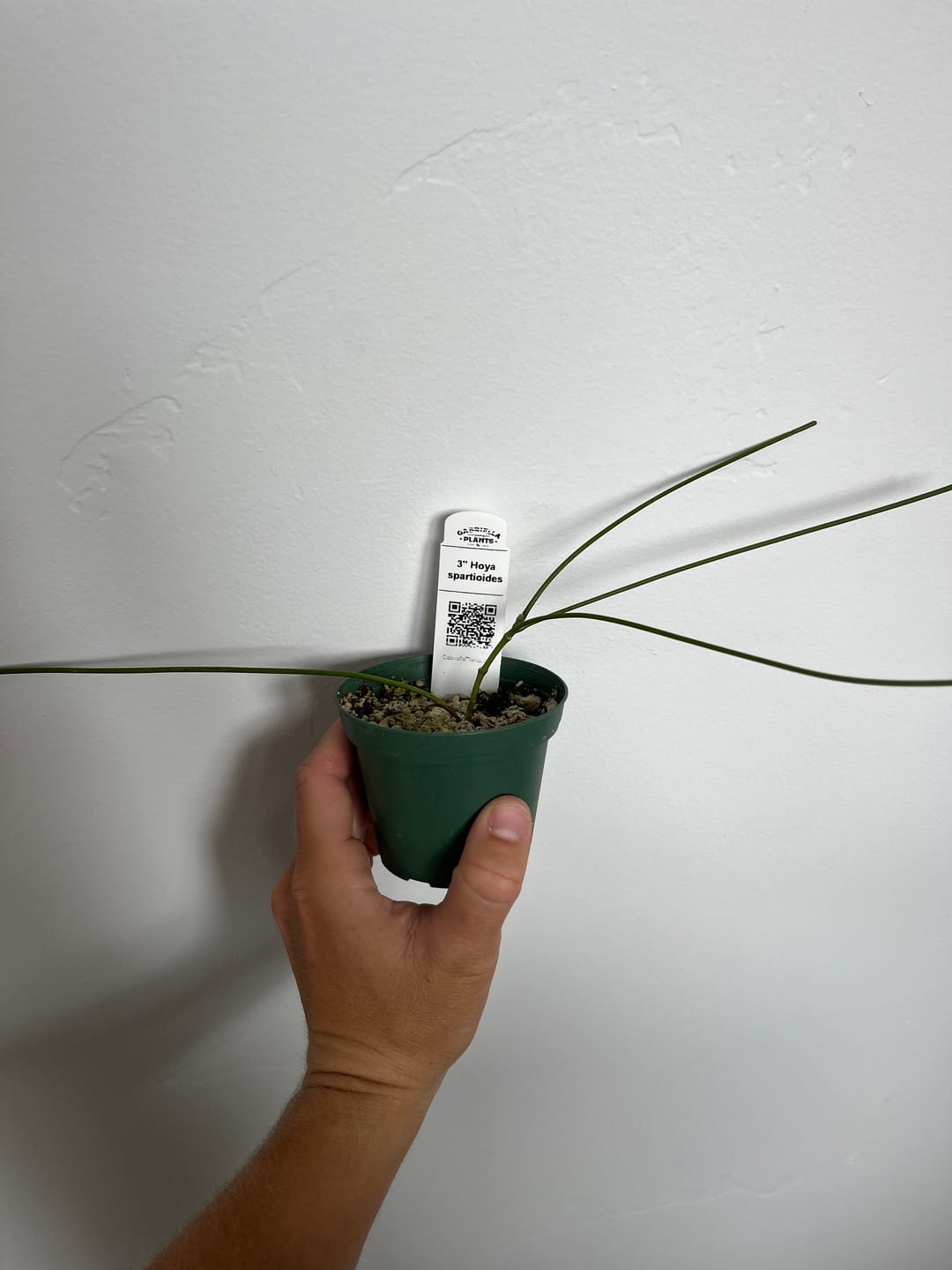 Customer photo review of Hoya spartioides
