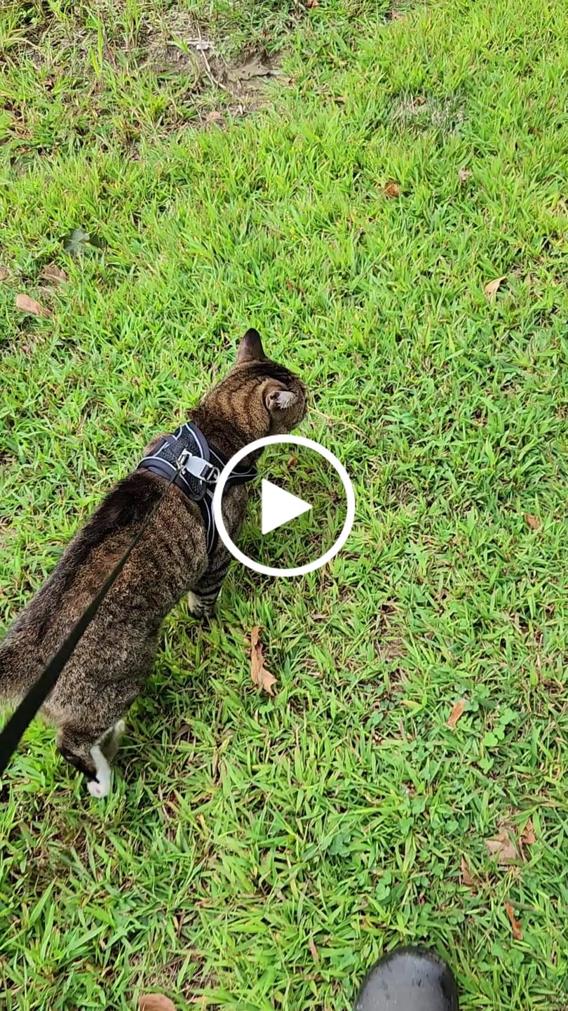 Customer video review of Explorer Harness | Less boredom. More discovery. A better life for your indoor cat.