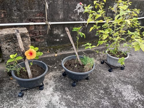 Customer photo review of United Crafts Rozy Wheel Pot Stands for Planters