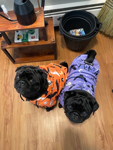 Customer photo review of Halloween Dog Hoodies (Limited Edition)