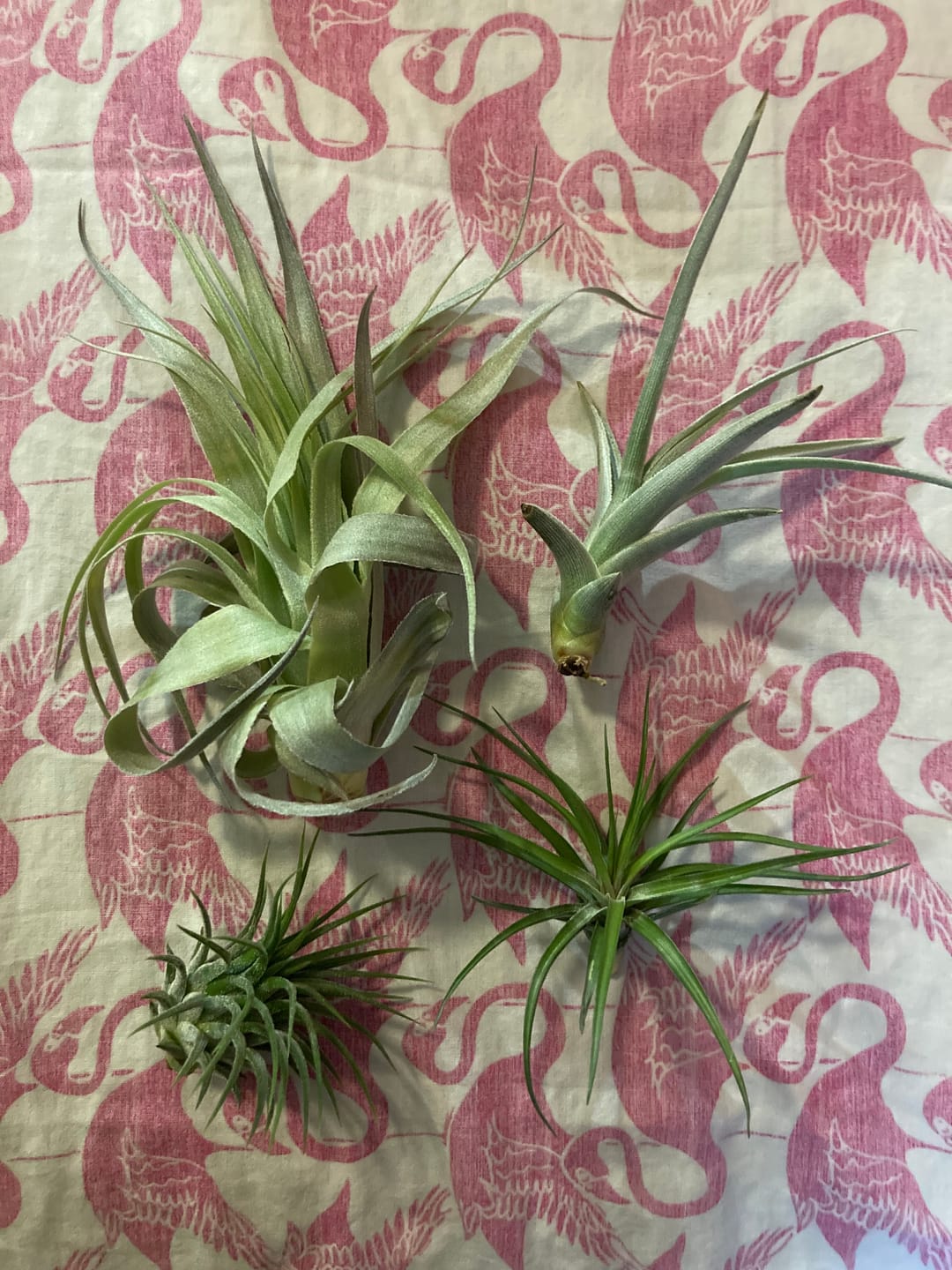 Customer photo review of Tenuifolia Purple Fan  (Stacked Form)