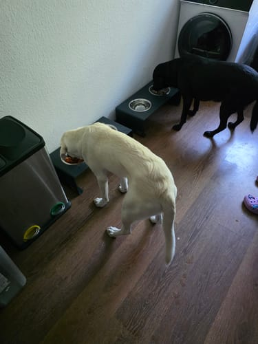 Customer photo review of Wilma - Futterstation aus Metall für Hunde und Katzen