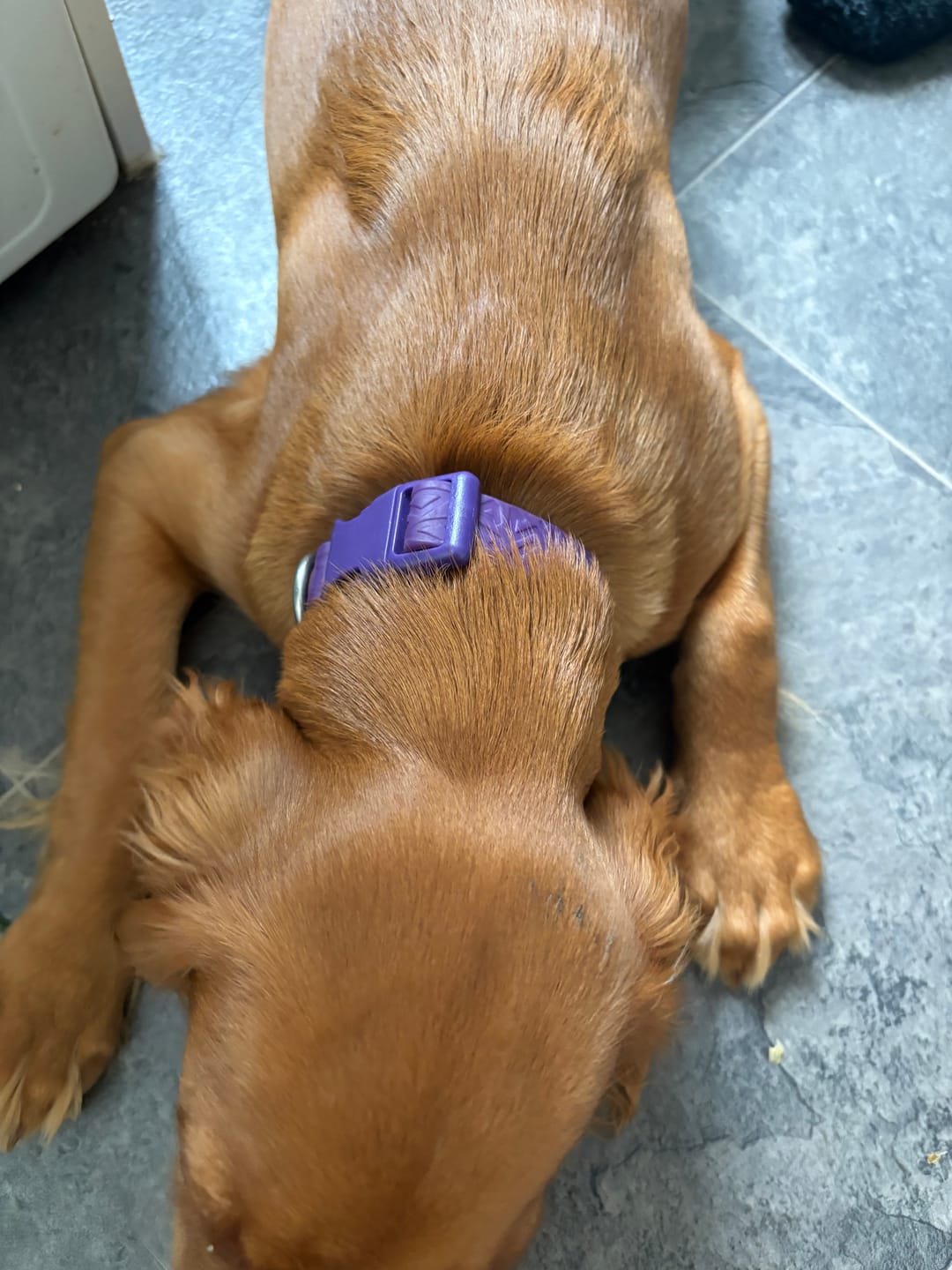 Customer photo review of Tidal Waterproof Collar