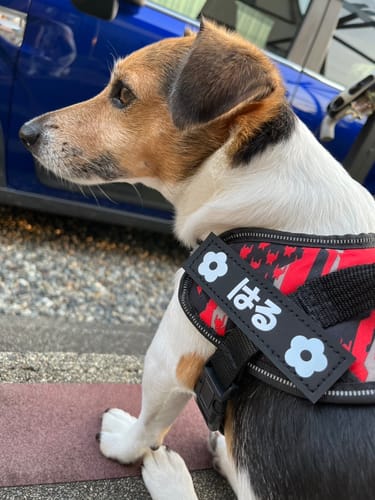 Customer photo review of FunFunPet 高機能ハーネス（お名前タグ作成サービス付き）