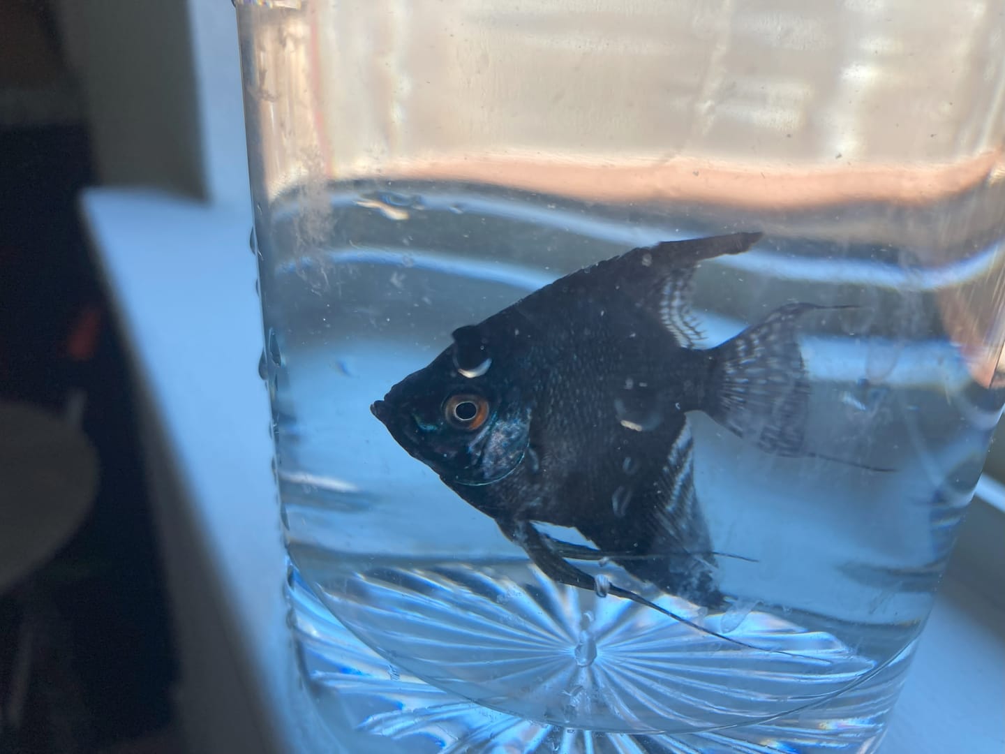 Customer photo review of Live Fancy Fish – Pinoy Ghost Angelfish VIP Grade – Rare Line-Bred Pterophyllum Scalare – Direct From Farm
