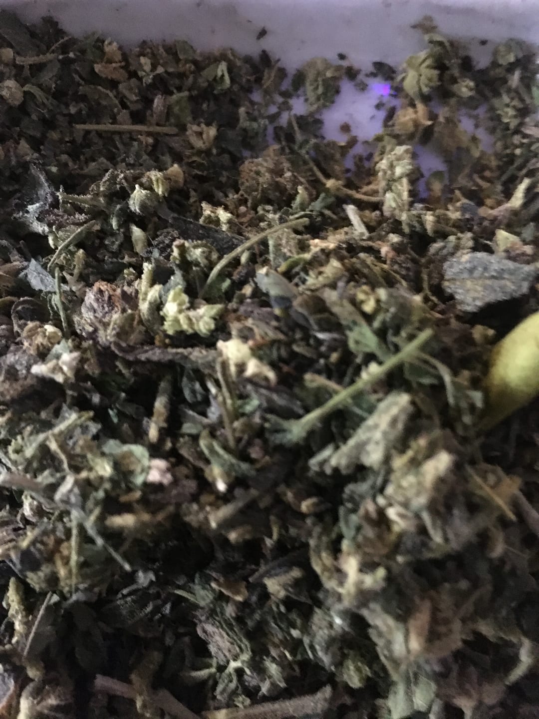 Customer photo review of Sunset Sherbet – Budget THCA Trim