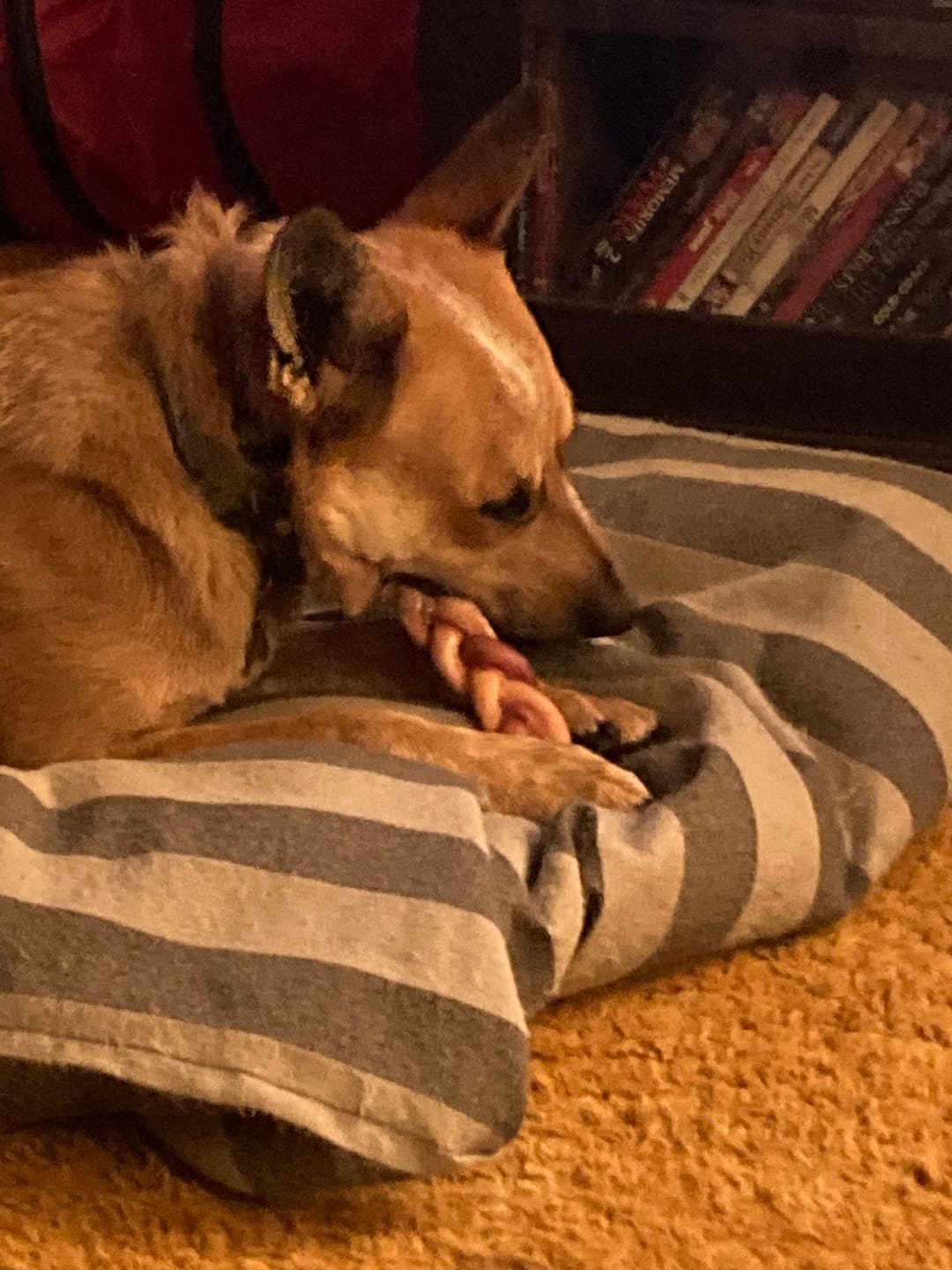 Customer photo review of 6 Inch Monster Braided Bully Stick