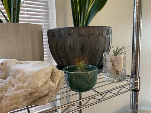 Customer photo review of Stricta Strawberry Ice