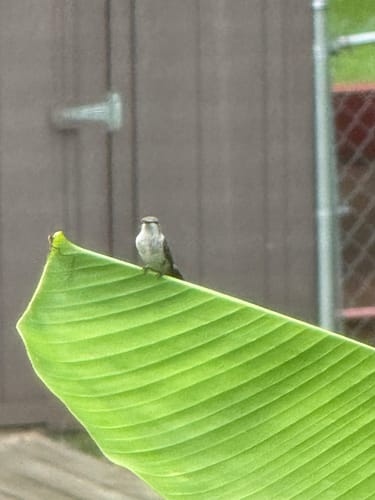 Customer photo review of Yak Chew Pack – 6 Flavor-Infused Sticks