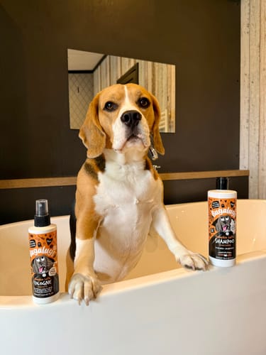 Customer photo review of Spooky Edition: Pumpkin Latte Bundle (Shampoo + Cologne)