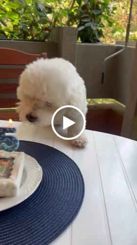 Customer video review of Fotogenica 2 Torta Per Cani con Fotografia e Messaggio