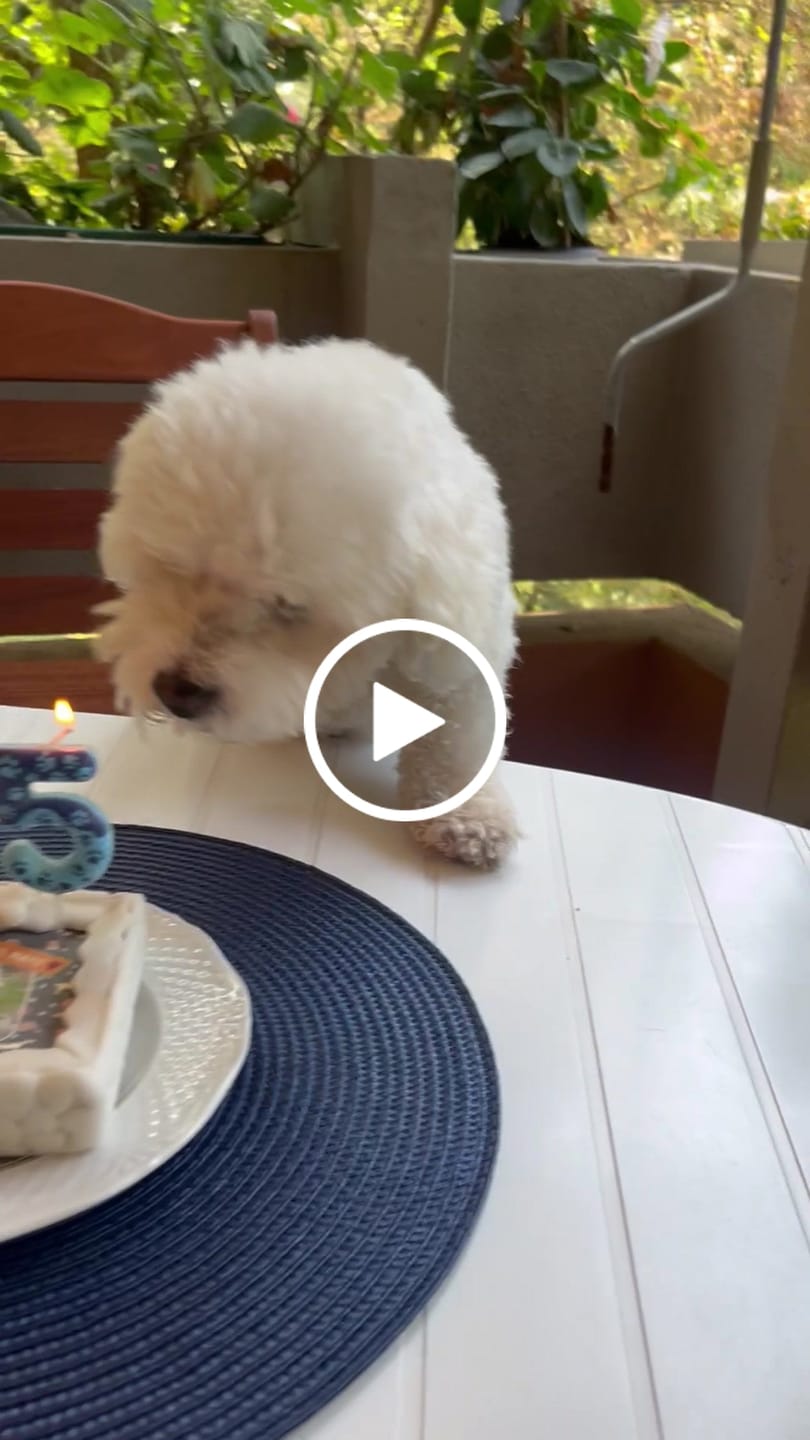 Customer video review of Fotogenica 2 Torta Per Cani con Fotografia e Messaggio