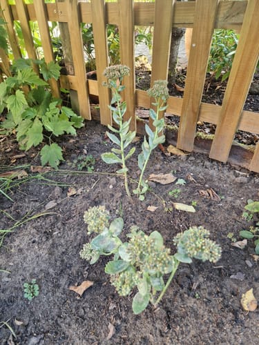 Customer photo review of Vetkruid - Sedum 'Herbstfreude' TIP
